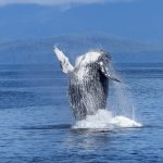 animal-nature-ocean-51964