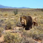 iverdoorn-game-reserve-lion-590x390